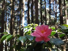 -优游吧斯邹族文化部落