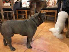 -more than meow吴止猫主题餐厅(承德 中船汇店)