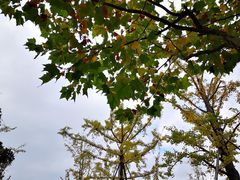 -吴淞炮台湾湿地森林公园烧烤区