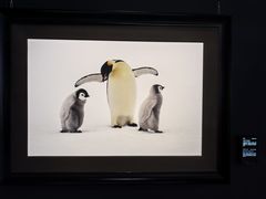 -罗红摄影艺术馆