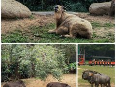 -广州长隆野生动物世界