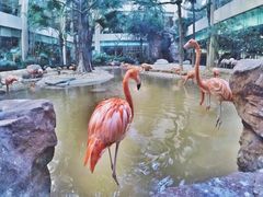 -白虎自助餐厅·真老虎·景观自助餐厅(广州长隆酒店)