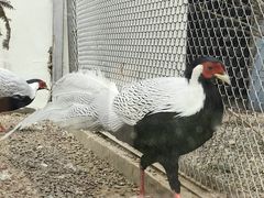 -青藏高原野生动物园
