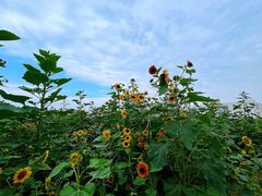 -东山风景区(洞庭东山)