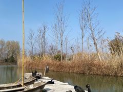 -泗洪洪泽湖湿地景区