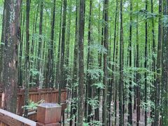-山王坪喀斯特国家生态公园