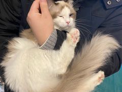 -Bastet sally猫舍购宠(静安店)