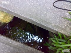 -爪哇空气酒吧
