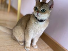 -猫咪派对(江南西店)