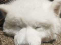 -more than meow吴止猫主题餐厅(承德 中船汇店)