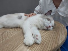 -楼上猫咖(罗湖店)