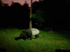-夜间野生动物园