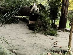 -都江堰中华大熊猫苑