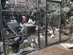-呀路古热带植物园