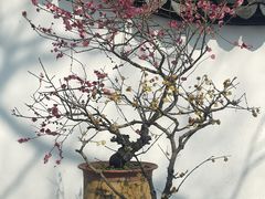 -绮园景区