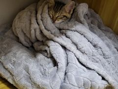 -瑞派天宁宠物医院·猫科·异宠中心