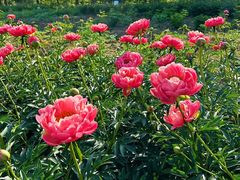 -扬州芍药园(仪征市)