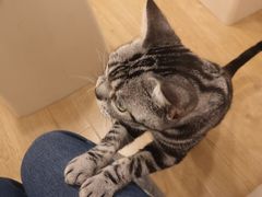 -有喵·猫咖·狗咖·30几只猫10只小狗(岗厦店)