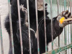 -栾川竹海野生动物园