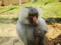 -合肥野生动物园