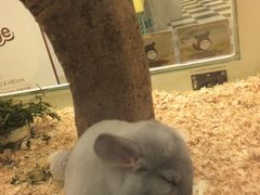 -龙猫仔乐园(惠福东路店)