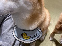 -逗柴咖啡屋·狗咖猫咖宠物桌游