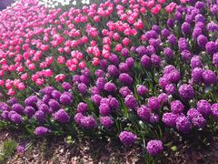 景点-上海鲜花港