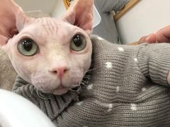 -李小姐の猫咖啡馆(五角场店)