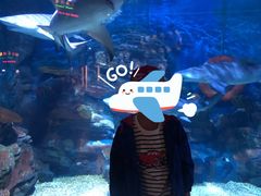 -烟台海昌鲸鲨海洋公园