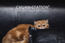 -花轿喜屋婚礼策划