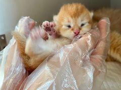-lincat·猫舍(广州店)