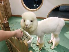 -藦茜花园宠物主题亲子互动体验馆(国顺东路店)