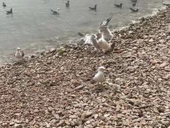 -海驴岛(荣成市)