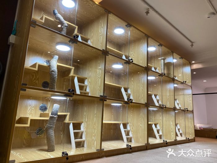 袖虎宠物·金渐层缅因猫舍(灵芝店)图片