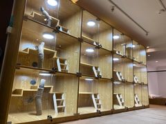 -袖虎宠物·金渐层缅因猫舍(灵芝店)