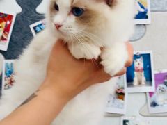-翊宠yipet猫狗购宠庄园犬舍•猫舍
