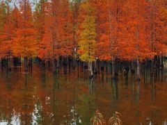 -白鹭湾湿地公园