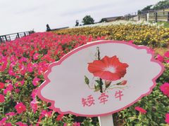 -大塘金香草谷