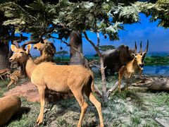 -国家自然博物馆