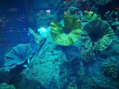 -迪拜水族馆及水下动物园