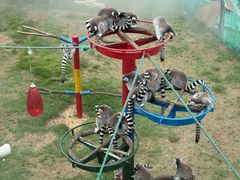 -西霞口神雕山野生动物世界