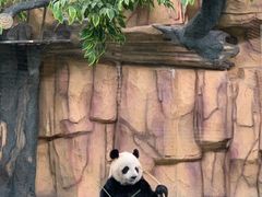 -泉州海丝野生动物世界