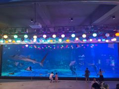 -烟台海昌鲸鲨海洋公园