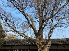 -苏州文庙(姑苏区)