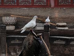 -西安大兴善寺