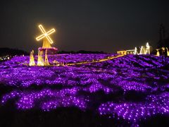 -大塘金香草谷