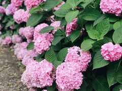 -上海滨江森林公园
