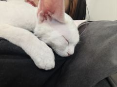 -唐小姐の猫狗洗护·购宠旗舰店(周浦万达店)