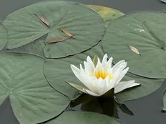 -观桥阁(锦溪店)