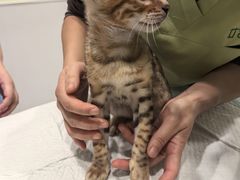 -艾吉宠物医院·疑难杂症转诊中心·猫友好(碧江路院)